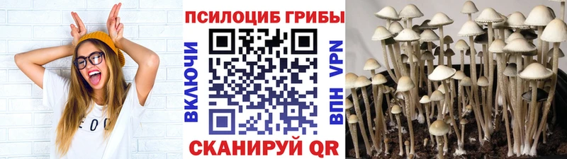 наркотики Гдов Псилоцибиновые грибы Magic Shrooms